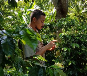 コーヒー豆の収穫